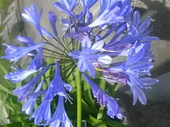 Agapanthus