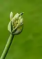 Agapanthus 'White Heaven', flower bud.