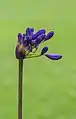 Agapanthus 'Windlebrook', flower bud.