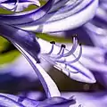 Fleur d'agapanthus de près.