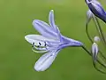 Agapanthus cultivar.