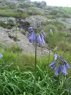 Description de l'image Agapanthus inapertus 1.jpg.