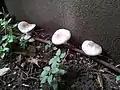 Agaric des trottoirs dans un environnement caillouteux à Paris