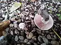 Agaric des trottoirs dans l'allée d'un parc à Paris