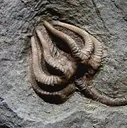 Les crinoïdes se trouvent dans la formation de grès de Scalpa.