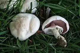 Agaricus pilatianus