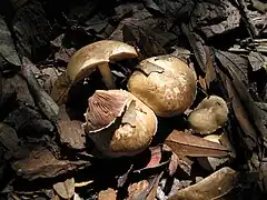 Agaricus semotus