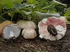 Description de l'image Agaricus_subrufescens.jpg.