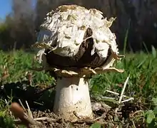 Agaricus deserticola