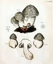 Dessins de champignons à gros pied blanc, chapeau hémisphérique, couvert d'écailles gris-noir et lames libres.