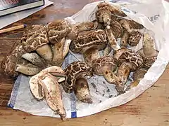 Agaricus vaporarius