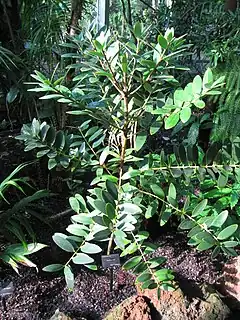 Description de l'image Agathis ovata - Atlanta Botanical Garden.JPG.