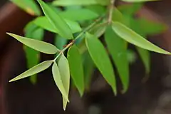 Description de l'image Agathis philippinensis - young tree.JPG.