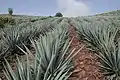 Champ d'agaves à Tequila, au Jalisco.