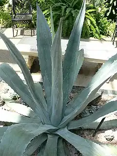 Rosette de feuilles de Agave americana