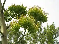 Bractées et inflorescences