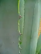 Épines sur la bordure d’une feuille