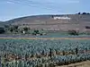 Panorama d'un champ d'agaves à Tequila.