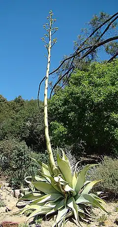 Description de l'image Agave sobria.jpg.