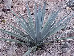 Description de l'image Agave tequilana0.jpg.