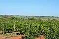 Vignoble près de l'étang du Bagnas