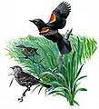 Planche zoologique en couleurs montrant un mâle noir à épaules rouges et deux femelles couleur de grive s'envolant de l'herbe verte