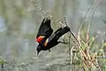 Oiseau noir avec sur le haut des ailes une tache rouge vermillon bordée de jaune pâle