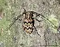 Agelasta sp. ???