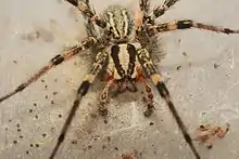 Photo de l'araignée Agelenopsis aperta