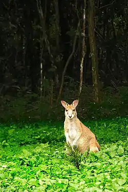 Wallaby agile