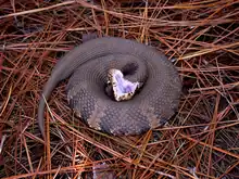 Surpris, les serpents peuvent prendre une posture défensive, comme ce mocassin d'eau, et montrer leurs crochets de manière menaçante.