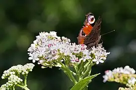 Paon de jour sur une ombelle de sureau