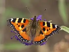 NymphaliniAglais urticae