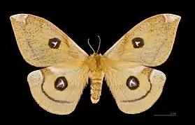 Femelle, face dorsale MHNT