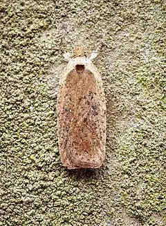 Description de l'image Agonopterix scopariella (29693828942).jpg.