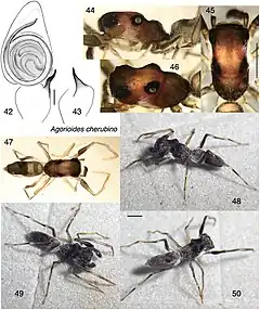 Description de l'image Agorioides cherubino (10.3897-zookeys.842.32970) Figures 42–50.jpg.