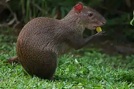 Agouti grignotant un aliment entre ses deux pattes