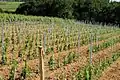 Agriculture biologique Château Suau