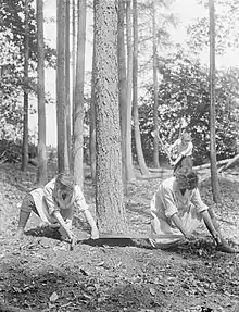 Vers 1914 au Royaume-Uni, des femmes (membres du Forestry Corps), effectuent un travail de bûcheron, pourtant généralement considéré, et à plus forte raison à cette époque, comme typiquement masculin. (Durant le Premier conflit mondial, beaucoup de femmes participent à l'effort de guerre en remplaçant à l'arrière pour de multiples tâches les hommes partis combattre au front).