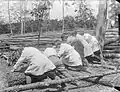 Membres du Women's Land Army Forestry Corps déplaçant un arbre tombé à terre.