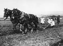 Des landgirls effectuent un labour en planches, Royaume-Uni, 1914. Suivre la charrue au pas rapide des chevaux, la maintenir en terre et compenser l'effort latéral était un travail éreintant.
