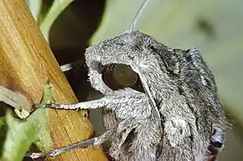 Les yeux sont, comme chez de nombreux papillons nocturnes, cachés sous la tête, ainsi mieux protégés de la lumière solaire.