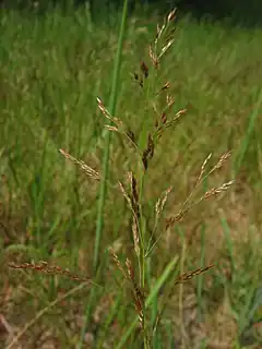 Agrostide commune.