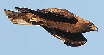 Photographie d’un aigle en vol, sur fond de ciel azur.