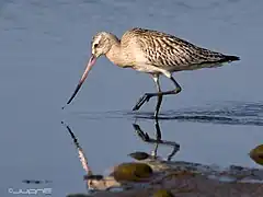  Photographie d'un oiseau au long bec, marchant au bord de l'eau à la recherche de nourriture.