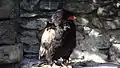 Aigle bateleur