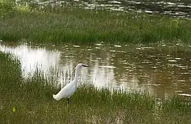 Une aigrette garzette.