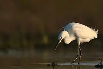 Aigrette garzette à la recherche de proies