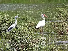 Aigrette bleue juvénile et ibis blanc sur le Rio Tárcoles