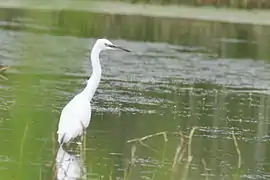 Aigrette garzette